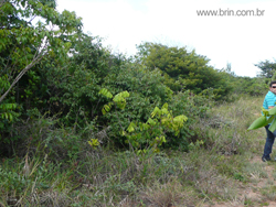 Areas Praia