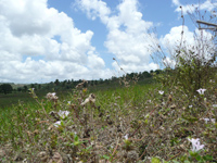 VC820