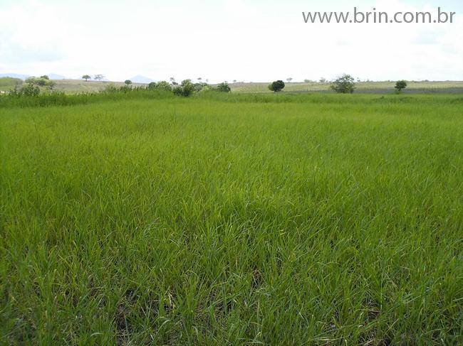 Negocios Agrobussines