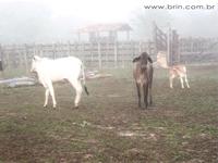 Negocios Agrobussines 