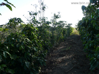 Negocios Agrobussines 