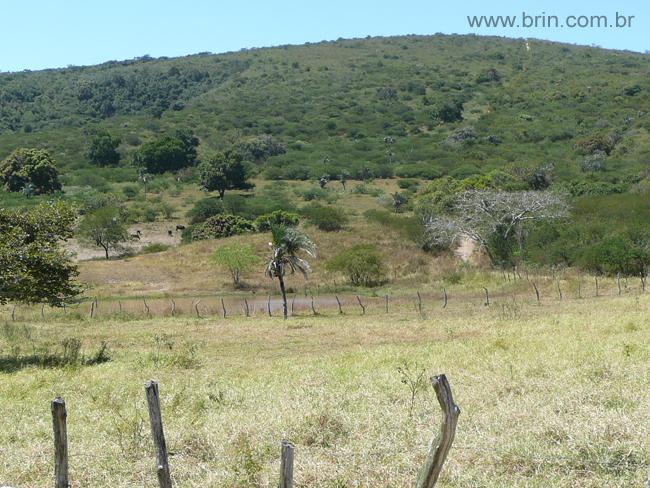 Negocios Agrobussines 