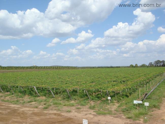 Negocios agrobussines